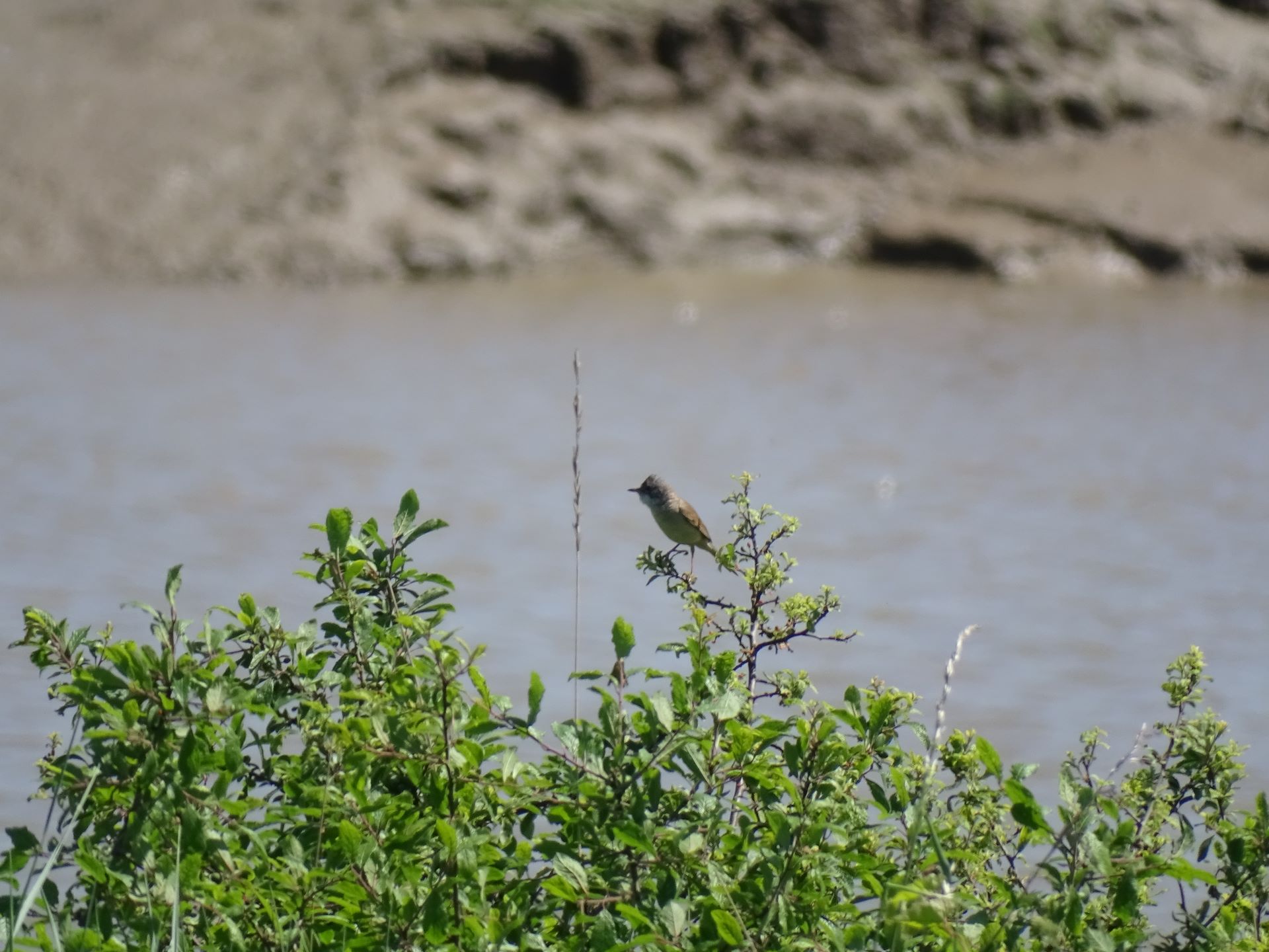A bird sits on the top of a bush on the edge of river