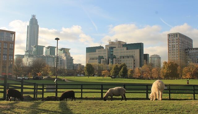 Animals graze in the foreground while building rise up in the background
