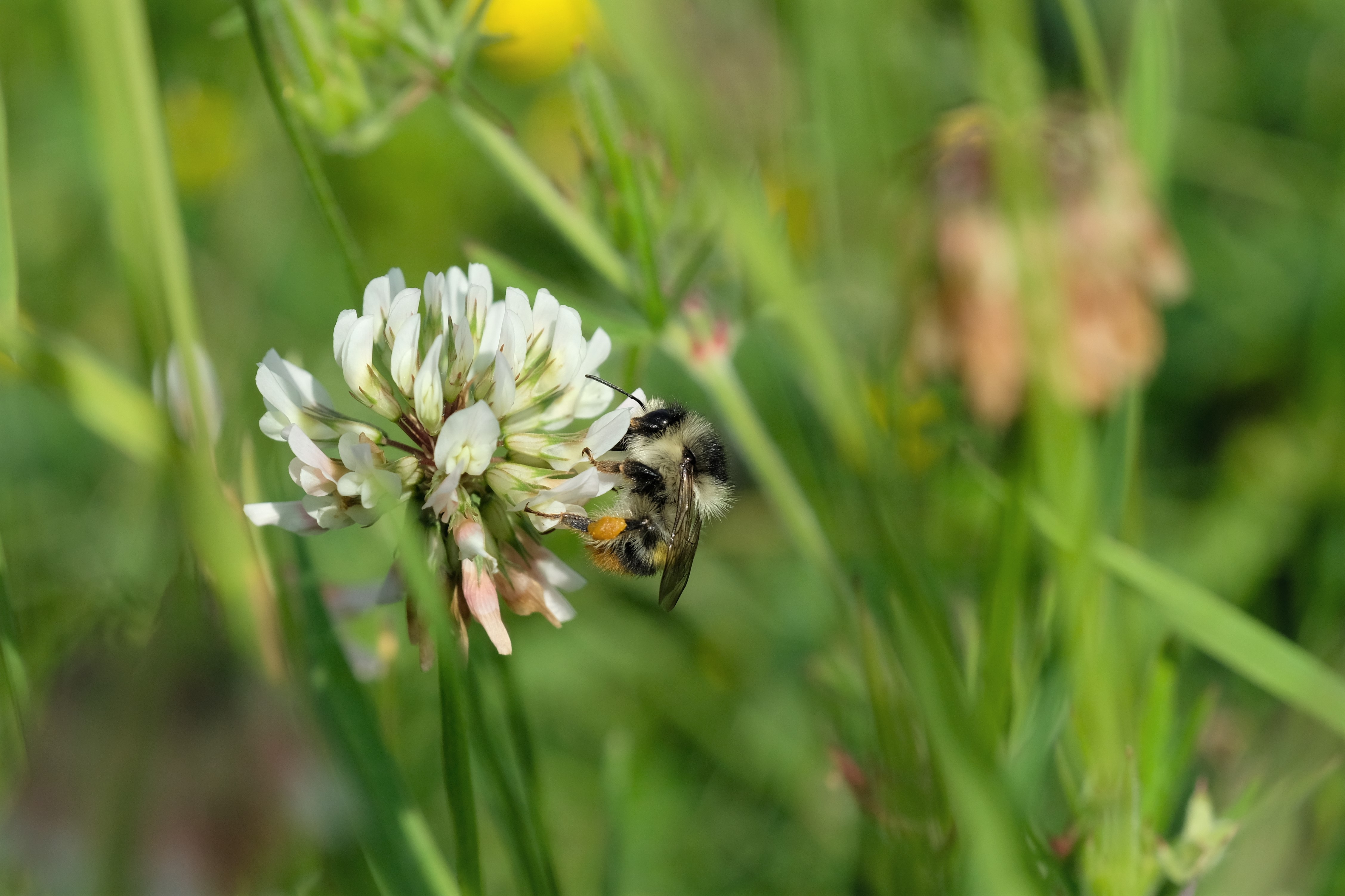 Shrill Carder Bee worker on White Clover Milton Creek Country Park