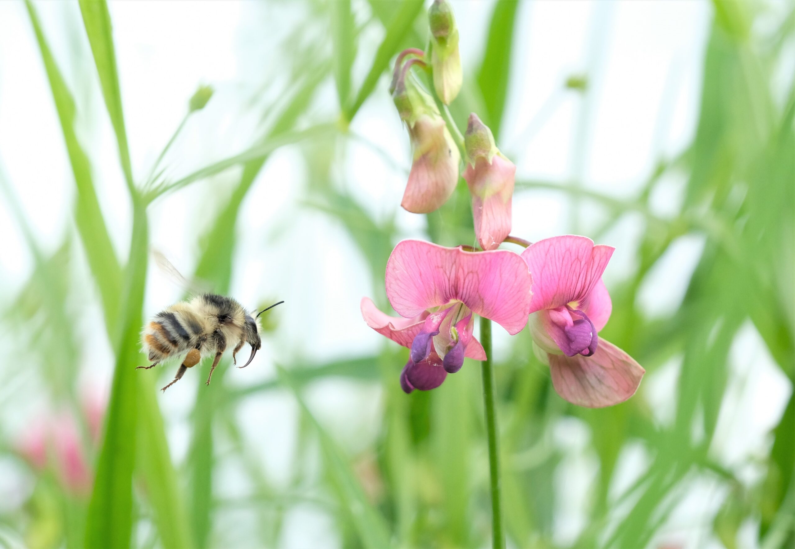 a shrill carder at Newport Wetlands