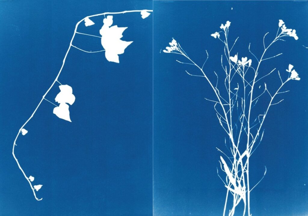 Workshop: an introduction to cyanotype printing with Eric Fong - Bow Arts